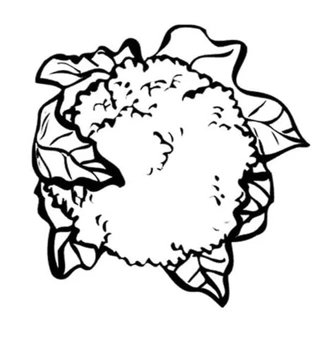 Chou Fleur 9
